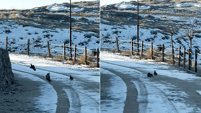 Elazığ'da karlar altında yiyecek ararken görüntülendiler