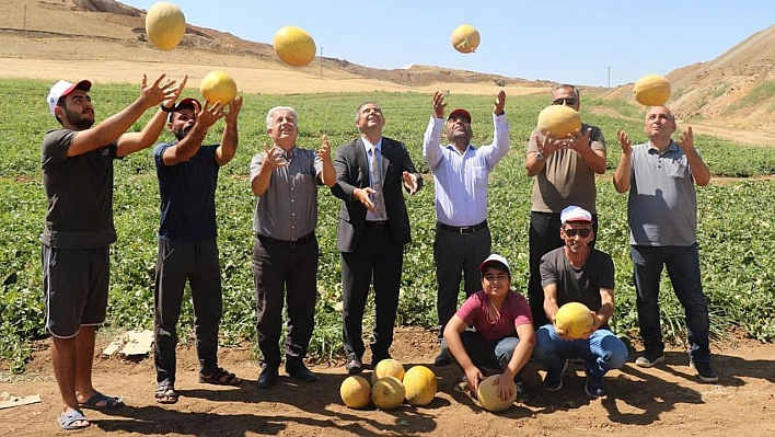 Elazığ'da kavun rekoltesi yüzleri güldürdü