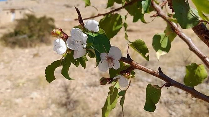 Elazığ'da kayısı ağaçları çiçek açtı