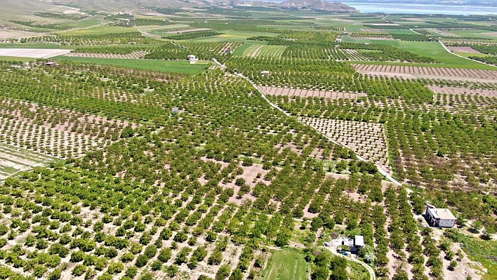 Elazığ'da Kayısı Üreticilerinden Kahredici Haber