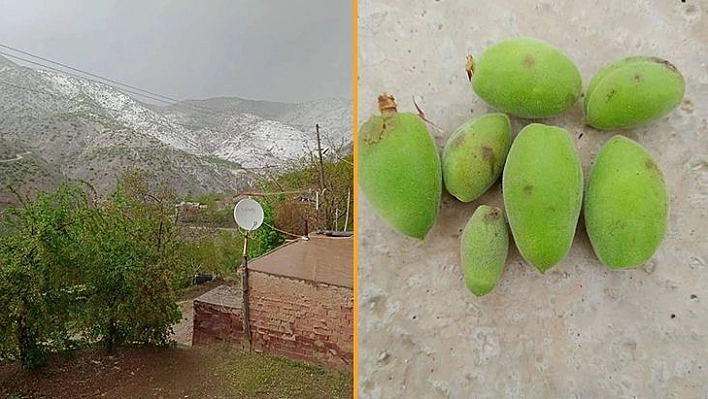 Elazığ'da Kayısıyı Dolu Vurdu