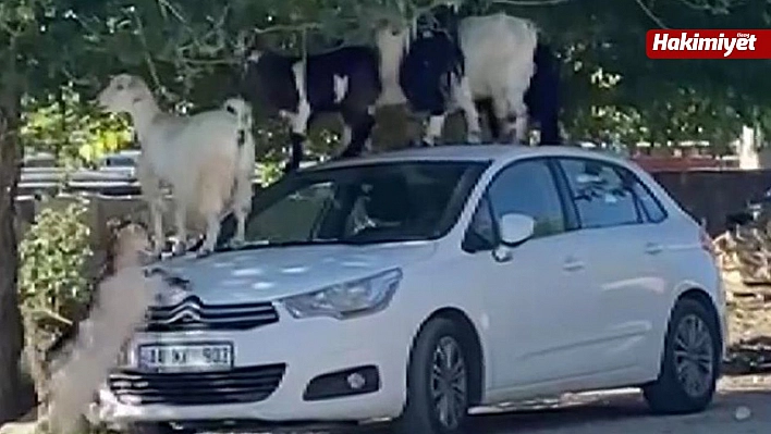 Elazığ'da keçiler otomobilin üzerine çıkarak yaprak yedi