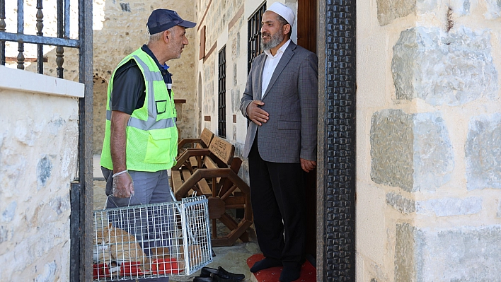 Elazığ'da Kedi 500 Yıllık Caminin Minberinde Doğum Yaptı, Belediye Sahip Çıktı