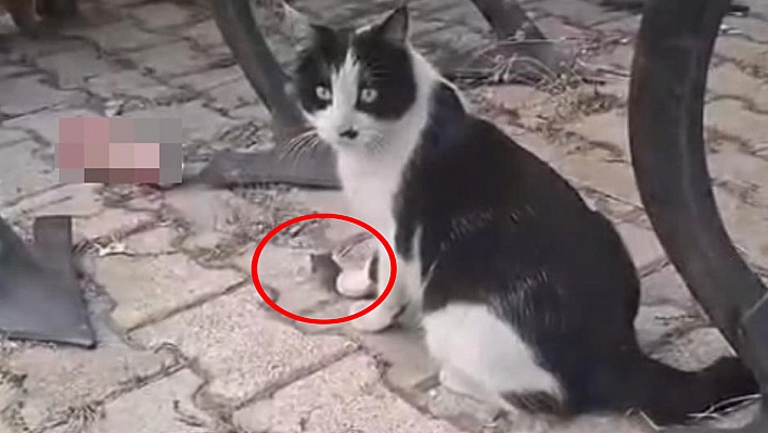 Elazığ'da kedi yakaladığı fareyle oynarken görüntülendi