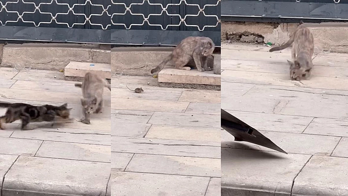 Elazığ'da kediler fare ile oynadı