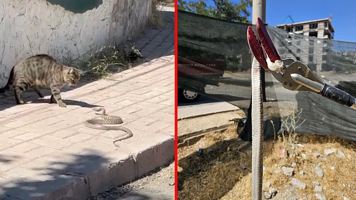 Elazığ'da kedinin yılanla dansı kamerada