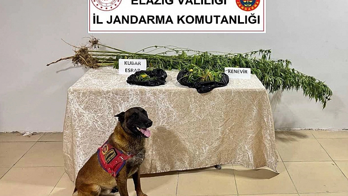 Elazığ'da Kenevir operasyonu: 1 kişi suçüstü yakalandı