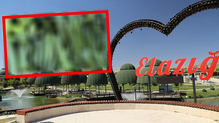 Elazığ'da kilosu 15 lira oldu poşet poşet satıldı!