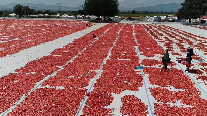 Elazığ'da Kilosu 9 TL'ye kadar düştü, kurusu 190 TL'ye satılıyor! Kolesterolü sıfırlıyor, damarları açıyor