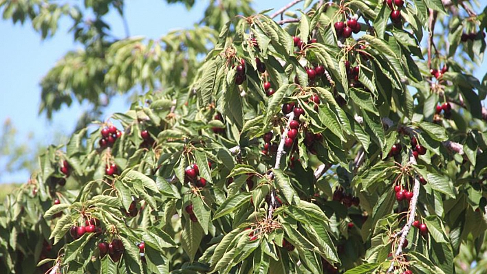 Elazığ'da Kiraz Hasadı Sürüyor