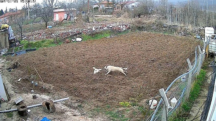 Elazığ'da Köpeğin Tavuk Hırsızlığı Kameraya Yansıdı