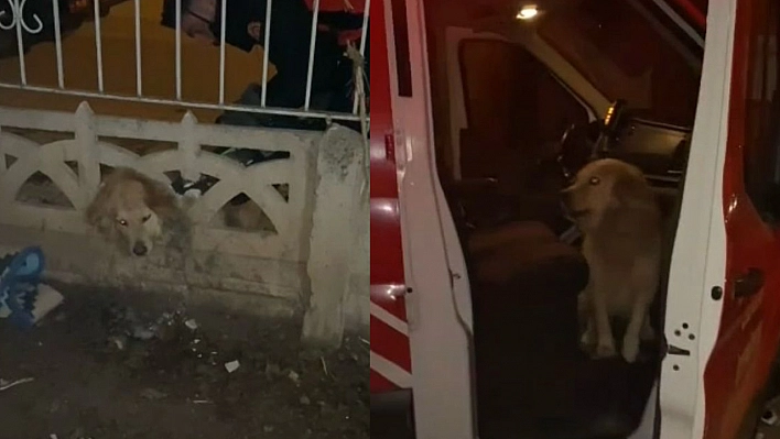 Elazığ'da Köpeğin Yardımına İtfaiye Ekipleri Koştu