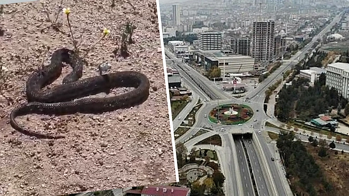 Elazığ'da korkutan tablo! Mahallelere kadar indiler...