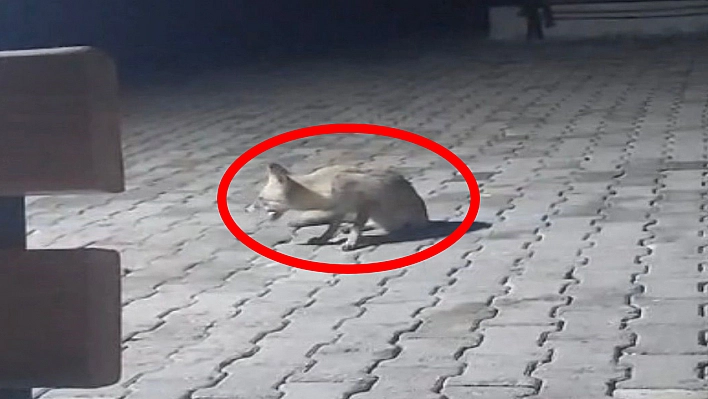 Elazığ'da korucular, kulübelerine gelen tilkiyi besledi