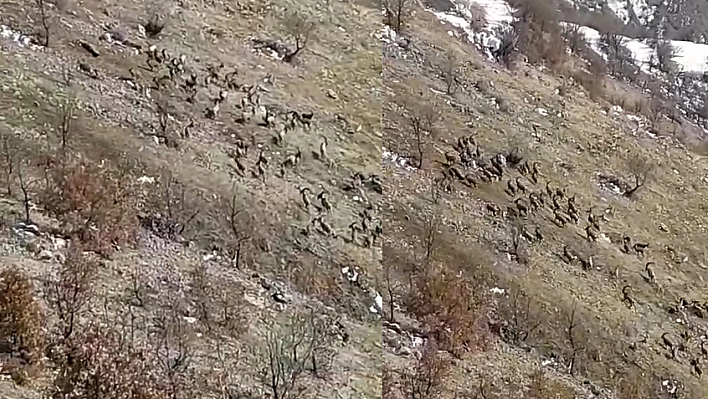 Elazığ'da koruma altındaki dağ keçileri görüntülendi