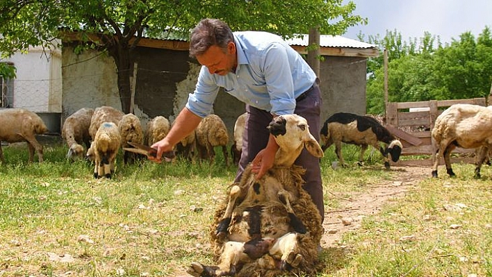 Elazığ'da Koyun Kırkma Mesaisi Başladı