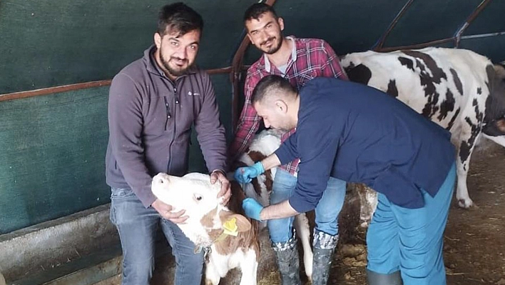 Elazığ'da küpeleme ve aşı çalışmaları başladı