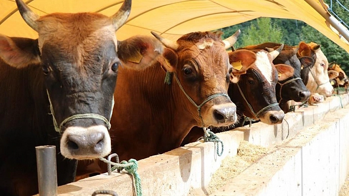 Elazığ'da Kurban Keseceklere Hayati Uyarı: Bu Haberi Okumadan Ödeme Yapmayın