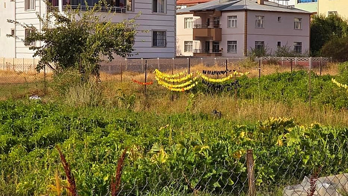 Elazığ'da kurutmalık sebzeler sokak ve caddeleri süslüyor 