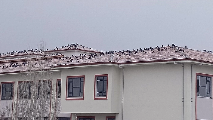 Elazığ'da kuşların kar molası