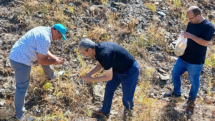 Elazığ'da maden çayı tohumları üretim için toplandı