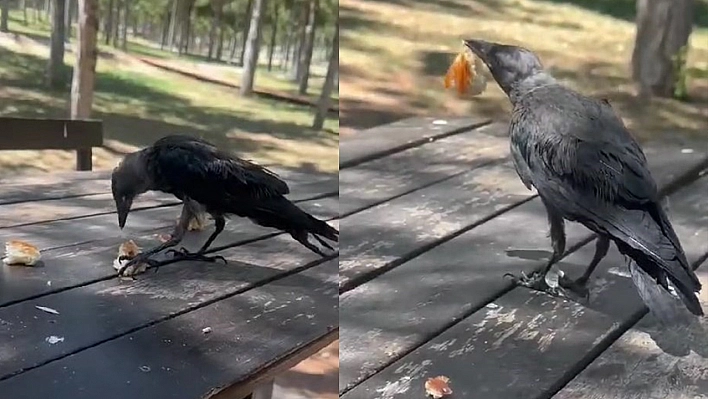 Elazığ'da Masaya Gelen Karga  Kahvaltıya Ortak Oldu