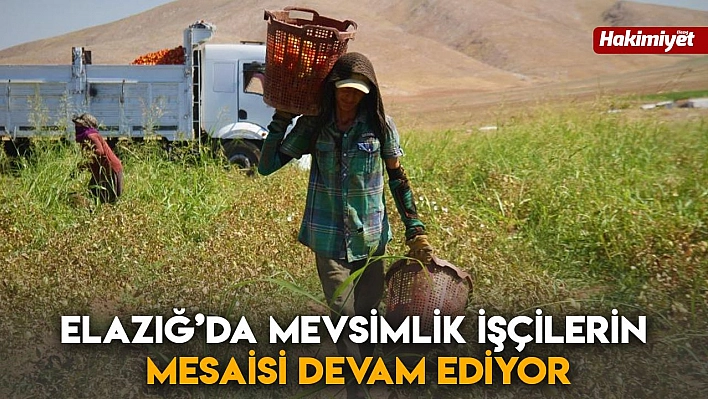 Elazığ'da mevsimlik işçilerin mesaisi devam ediyor