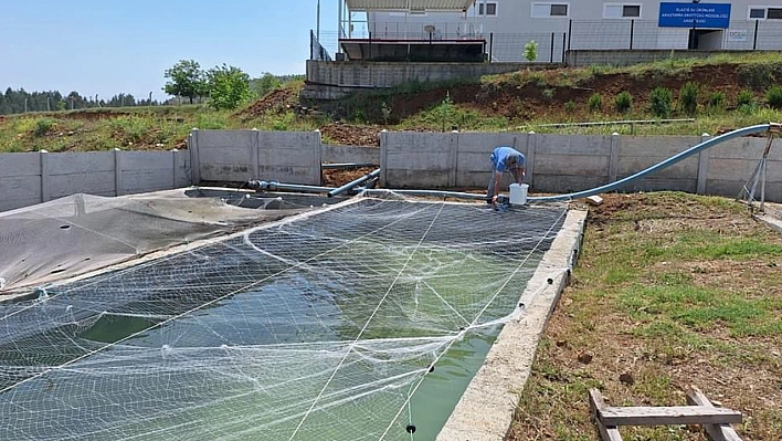 Elazığ'da Milyonlarca Balık Üretimi Yapılıyor