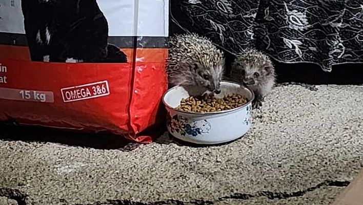 Elazığ'da minik kirpiler iş başında