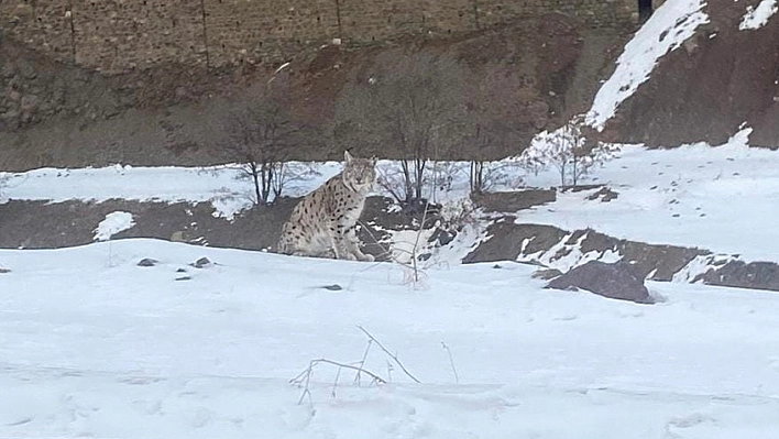 Elazığ'da nesli tehdit altındaki vaşak görüntülendi