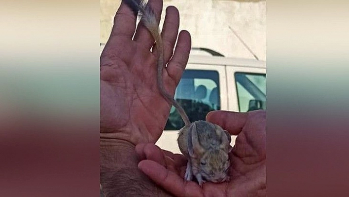 Elazığ'da nesli tükenme tehlikesi altında bulunan Arap tavşanı görüntülendi