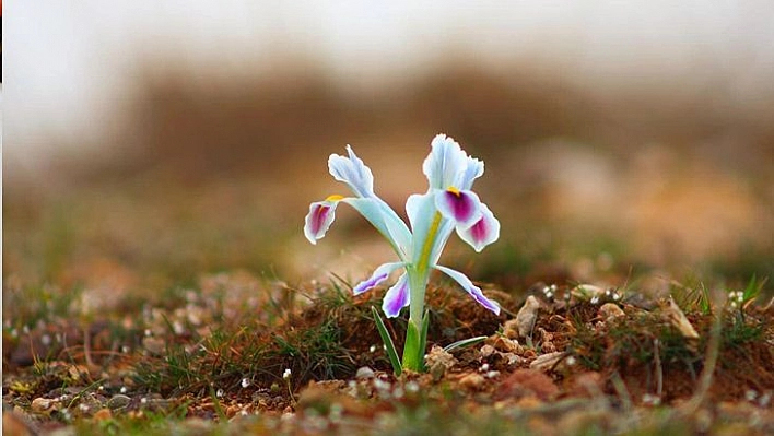 Elazığ'da Nevruz Çiçekleri Açtı