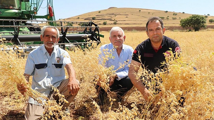 Elazığ'da Nohut Hasadı