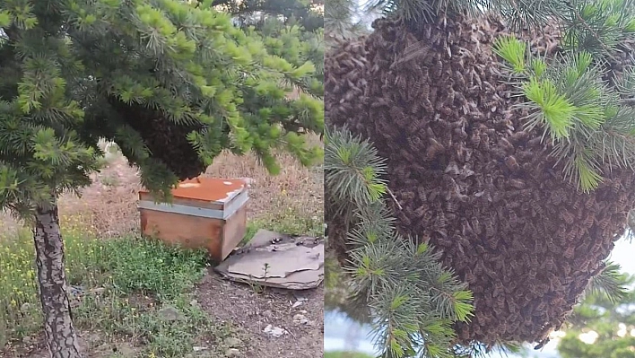 Elazığ'da oğul veren binlerce arı ilginç görüntü oluşturdu