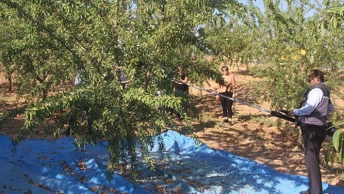 Elazığ'da 'organik badem hasat etkinliği' düzenlendi