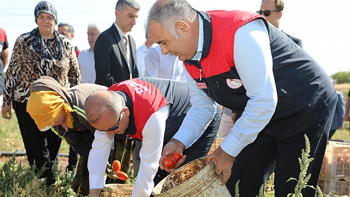 Elazığ'da organik domates hasadı gerçekleştirildi