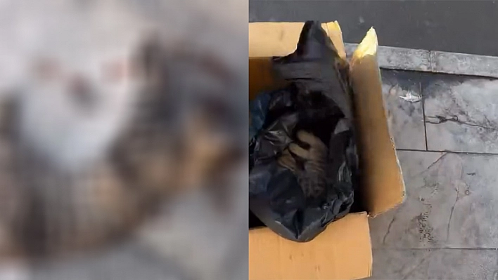 Elazığ'da otobüsün çarptığı kedi öldü