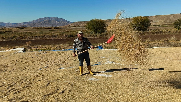 Elazığ'da Palu'nun meşhur üründe hasat zamanı