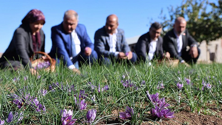 Elazığ'da safran bitkisi hasadı başladı