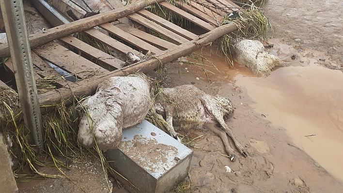 Elazığ'da sağanak yağış hayatı felç etti, 105 hayvan telef oldu