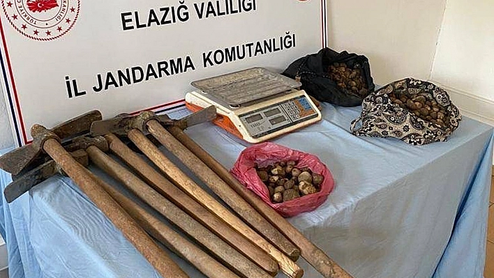 Elazığ'da salep soğanı toplayan 4 kişi yakalandı