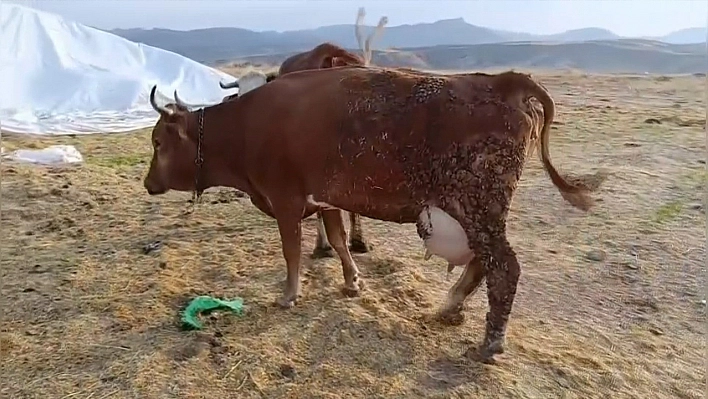 Elazığ'da şap hastalığı üreticileri zor durumda bıraktı