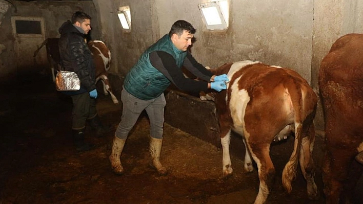 Elazığ'da şap hastalığına karşı aşılama çalışmaları devam ediyor