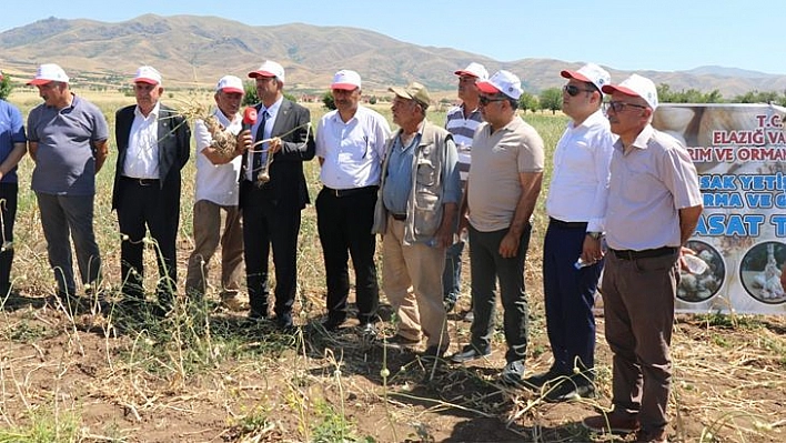 Elazığ'da Sarımsak Hasadı Başladı