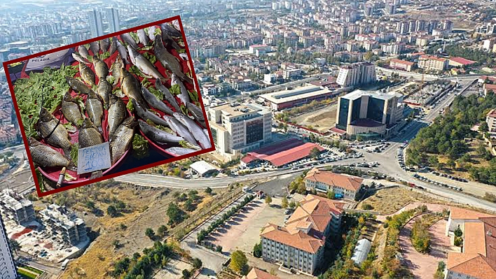 Elazığ'da satılamayınca fiyat çakıldı: Duyan buraya koşuyor