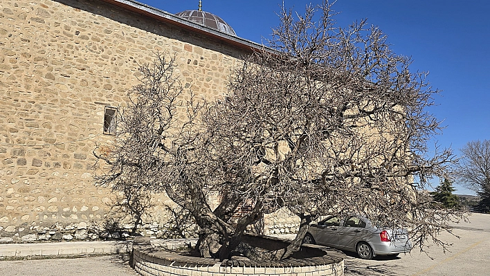 Elazığ'da secde eden ağaç görenleri hayrete düşürüyor