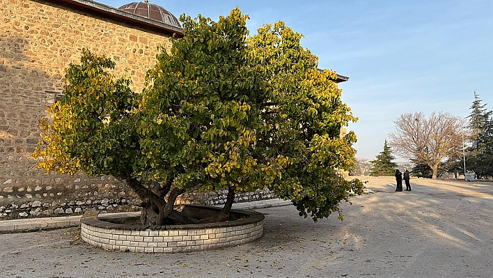 Elazığ'da 'Secde eden ağaç' görenleri şaşırtıyor