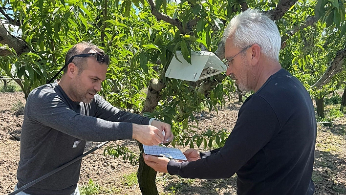 Elazığ'da şeftali güvesine karşı feromon tuzak