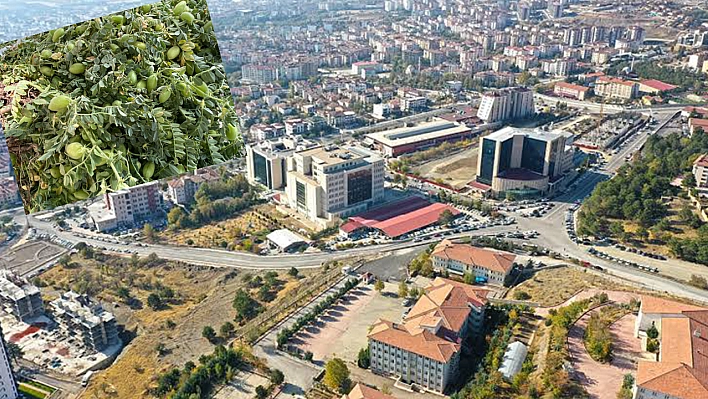 Elazığ'da Sevilerek Tüketilen Besin Tezgahlardaki Yerini Aldı