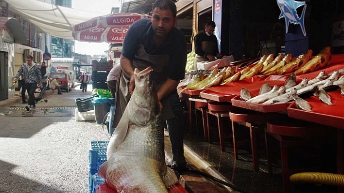 Elazığ'da sezonun ilk dev balığı yakalandı